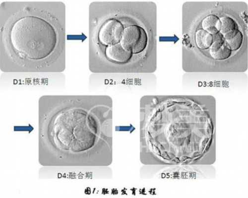 泰国试管婴儿成功率由取卵数量决定？,供卵代怀助孕